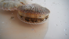 Chlamys hastata