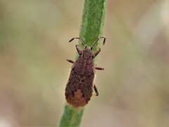 Rhypodes