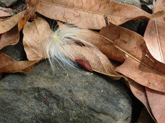 Anodendron parviflorum
