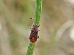 Rhypodes
