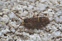 Orchesella cincta