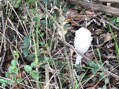 Coprinus comatus