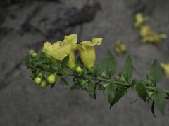 Aureolaria levigata