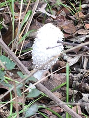 Coprinus comatus