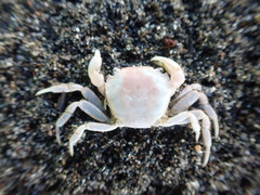 Hemigrapsus crenulatus
