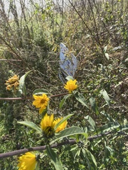 Helianthus maximiliani