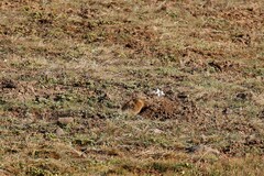 Tachyoryctes macrocephalus