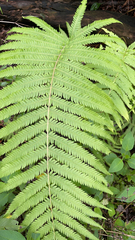 Pelazoneuron kunthii