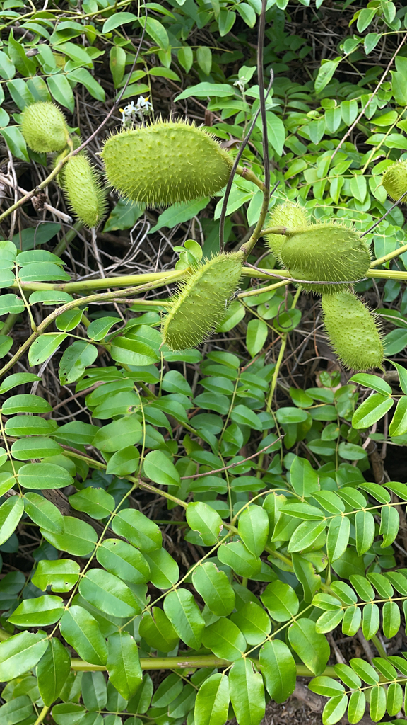 Nickernut Beanshell Nickernut from Everglades National Park, Monroe County, US-FL, US on ...