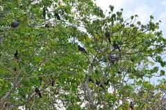 Ducula whartoni