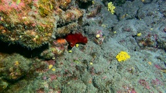 Halocynthia papillosa