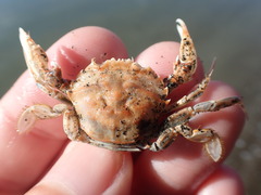 Nectocarcinus antarcticus