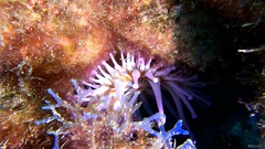 Telmatactis cricoides