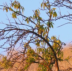 Prunus amygdalus