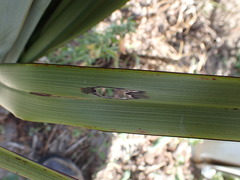 Orthoclydon praefectata