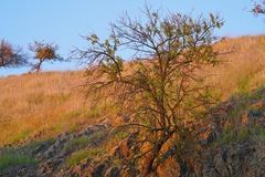 Prunus amygdalus