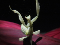 Hymenopus coronatus