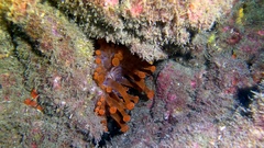 Telmatactis cricoides