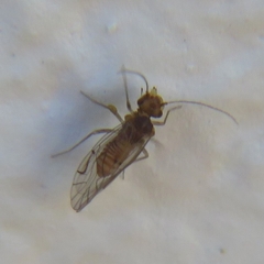 Homilopsocidea