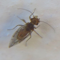 Homilopsocidea