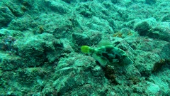 Stephanolepis hispida