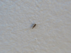 Homilopsocidea