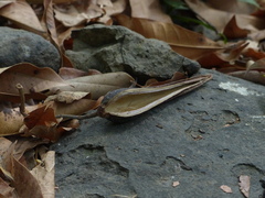 Anodendron parviflorum