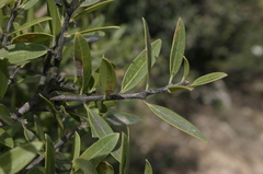 Phillyrea latifolia media