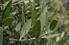 Phillyrea latifolia media