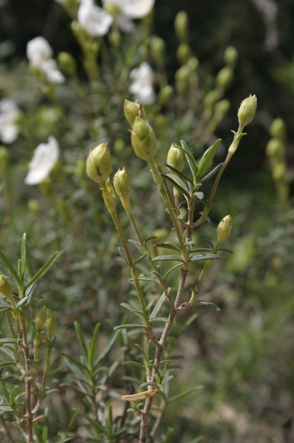 Cistus clusii image