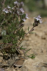 Thymus algeriensis