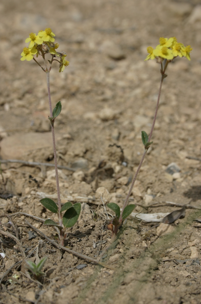 Jarilla