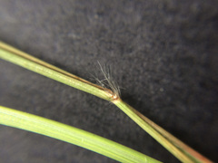 Rytidosperma racemosum