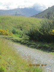 Oryctolagus cuniculus cuniculus