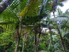 Prestoea