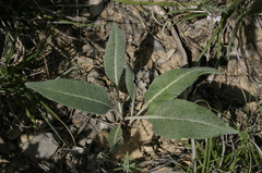 Leuzea conifera