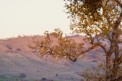 Quercus douglasii