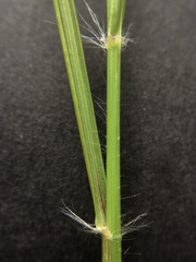 Rytidosperma racemosum