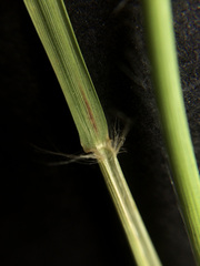 Rytidosperma racemosum