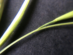 Rytidosperma racemosum