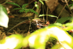 Ameiva ameiva