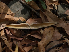 Anodendron parviflorum