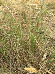 Rytidosperma racemosum