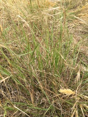 Rytidosperma racemosum
