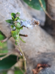 Aphidomorpha