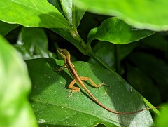 Anolis krugi