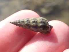 Zeacumantus lutulentus