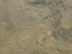 Zeacumantus lutulentus