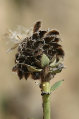 Globularia alypum