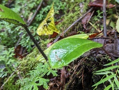 Elaphoglossum crinitum